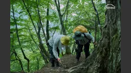 アイフォレスト、東京都檜原村の森林を対象に日本版ボランタリークレジット（IFOREST CREDITS）を創出・発行へ